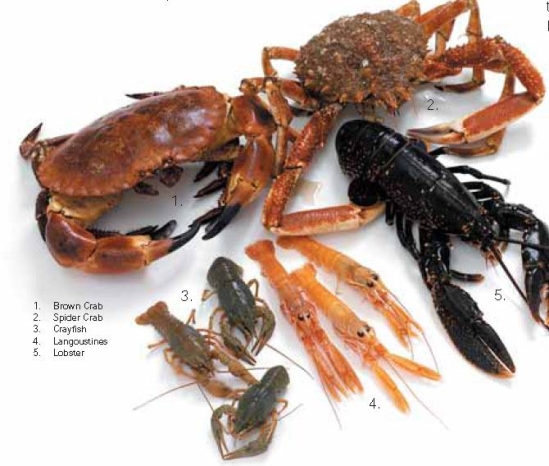 Seafood Guide  Crabs, Lobsters and Prawns